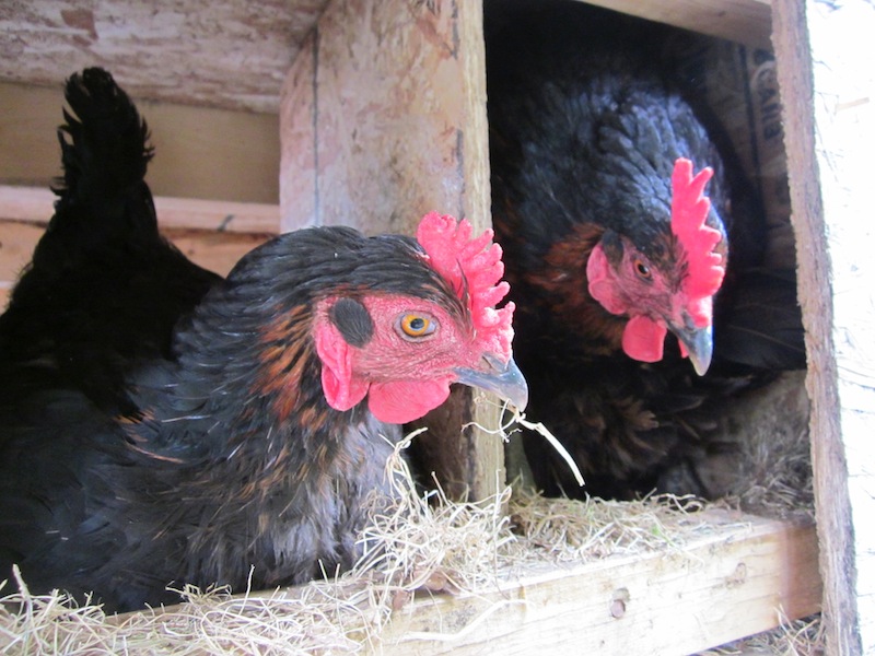 Mobile Chicken Housing: Photo Essay